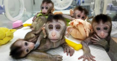 Cloned Bunch Of Monkeys