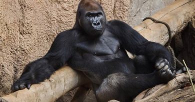 Gorilla Busting in A Bath