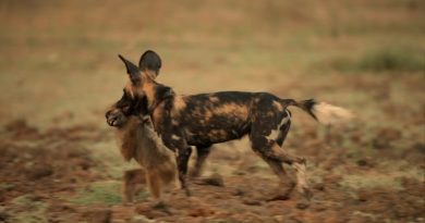 Painted Wolves Caught on Camera Hunting Baboons for the First Time (VIDEO)