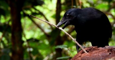 Clever Crow