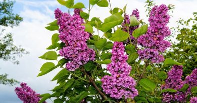 Lilac Bushes