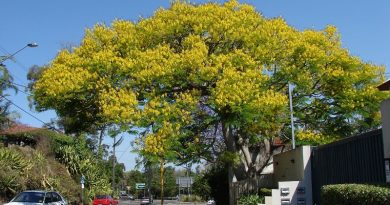 feather duster trees