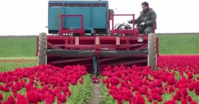 Topping Tulips