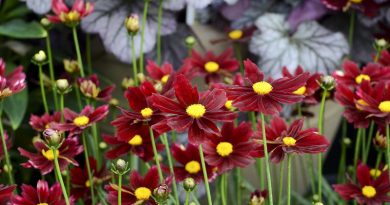 Growing Coreopsis