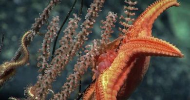 Sea Stars Hunting