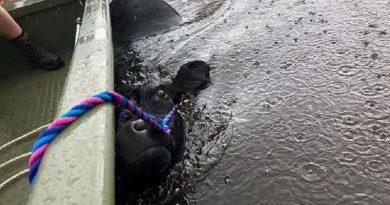 See Cow Trying To Swim