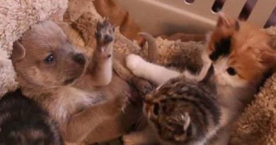 Orphaned Coyote Puppy Gets a Second Chance at Life