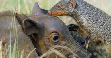 Spy Warthog Makes Friends With Warthogs & Gets a Full Body Make Over From Mongooses (VIDEO)