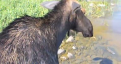 Amazing! Fishermen Rescue Drowning Moose (VIDEO)