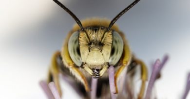 Largest Bee