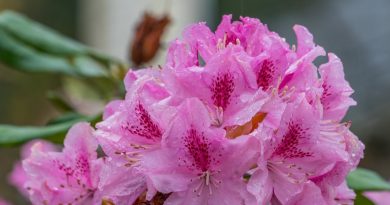 How to Rhododendrons