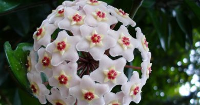 On Hoya Plant