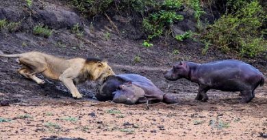 Hippo Attacks Hungry Lion