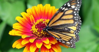 Popular Kinds Of Zinnias