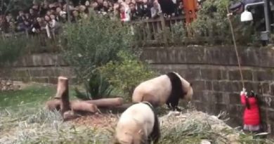 Girl Falling Into A Panda