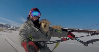 Adventurous Puppy Helps Man Recover From Losing His Best Friend In A Tragic Car Crash (VIDEO)