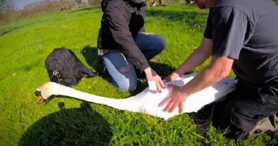 Swan Rescued After Caught