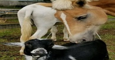 Sweetest Horse Loves Giving Baths To His New Goat Friend (VIDEO)