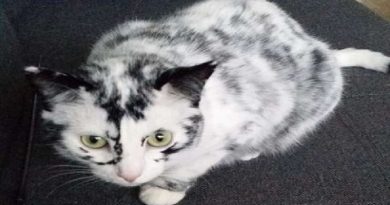 Cat Changes Her Eyes