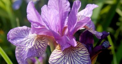 Siberian Iris