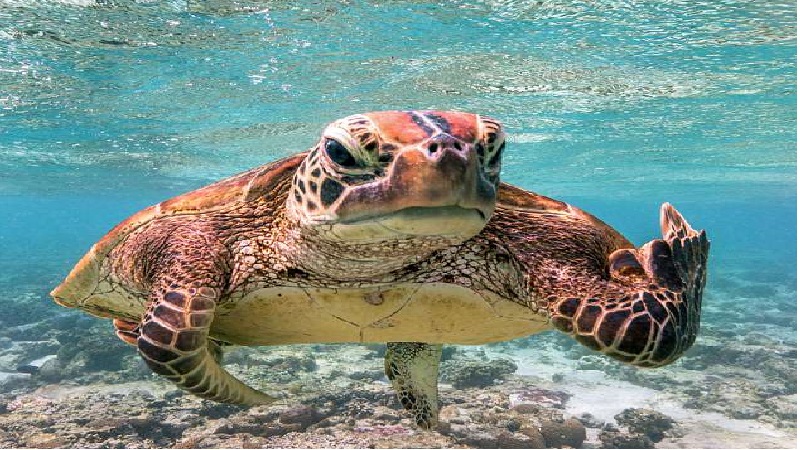 Flippering the bird! The moment a turtle appears to SWEAR at a diver ...