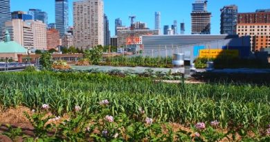 Growing Food In City