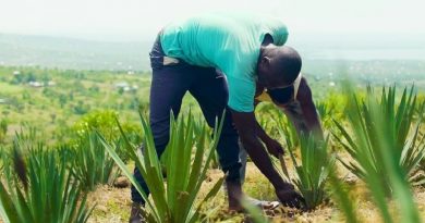 Plant Helping Kenyan Farmers