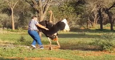 Huge Ostrich