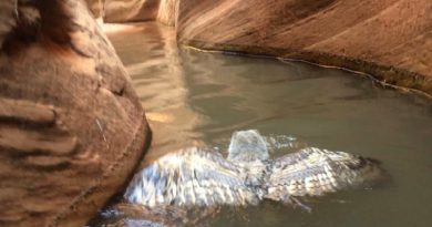 Owl Swiming A Canyon