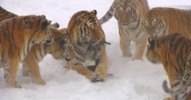 Chubby Siberian Tigers Hunt Electronic Bird of Prey (VIDEO)