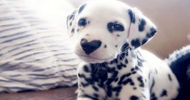 Wiley The Dalmatian Has A Heart On His Nose And People Are In Love