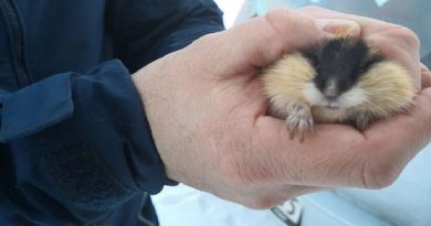 Guy Rescues A Lost ‘Hamster’ — Then Realizes She Isn’t What She Seems