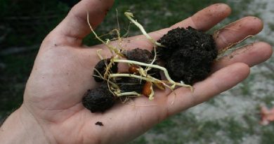 Germinate Peach Pits