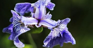 Growing Irises