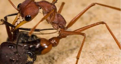 Most Dangerous Ant