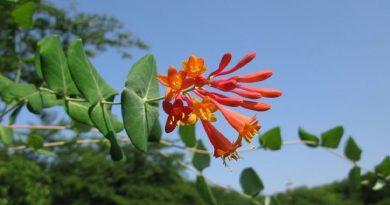 Exotic Honeysuckle