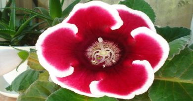 Gloxinia or Sinningia