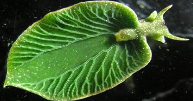Amazing Half-animal, Half-plant