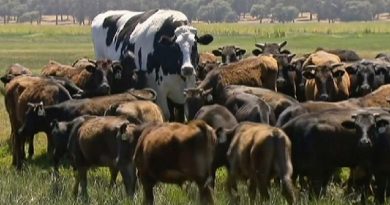This Is The Biggest Cow You’ve Ever Seen (VIDEO)