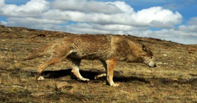Should the Himalayan Wolf Be Classified as a New Species?
