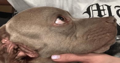 This Brave Dog Lives With Two Mouths And Just One Ear