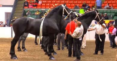 The Percheron Horses