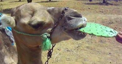 Camel Eating Cactus