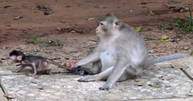 Wow 2 Kidnappers Fight To Get A New Born Baby, Baby Monkey Scare And Cry Extremely Loud (VIDEO)