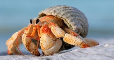 Hermit Crabs