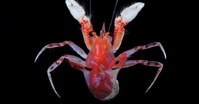 Blanket-Hermit Crab Species