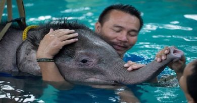 Baby Elephant Learns to Walk Again With Hydrotherapy (VIDEO)