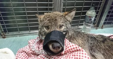 “Dog” Rescued From Freezing River Is Actually A Wolf (VIDEO)