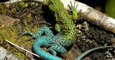 lizards lay eggs