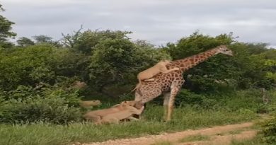 Giraffe Fights Pride
